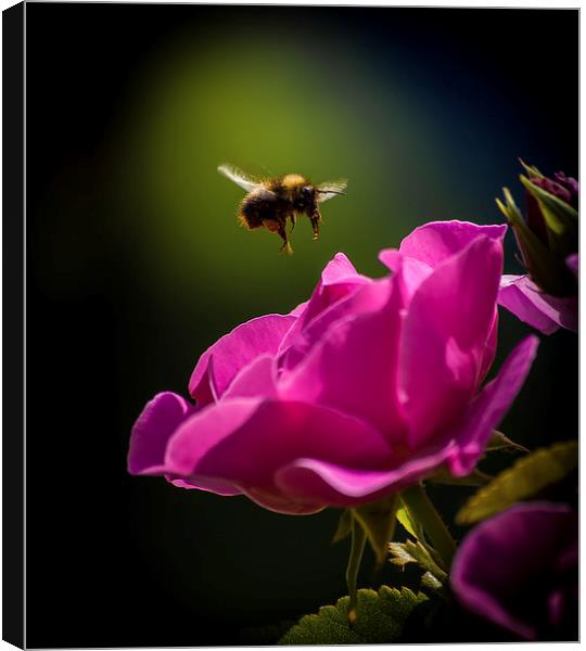 The nectar thief Canvas Print by paul jones