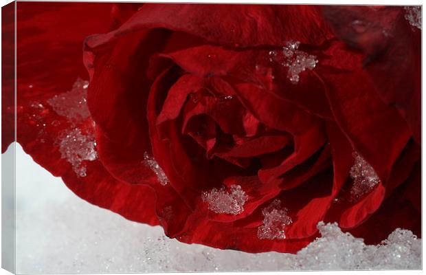 Snowy Rose Canvas Print by Rebecca Hansen