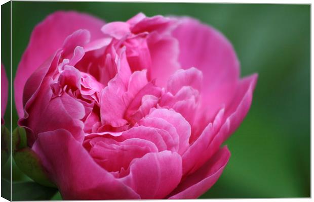 Blooming Peony Canvas Print by Rebecca Hansen
