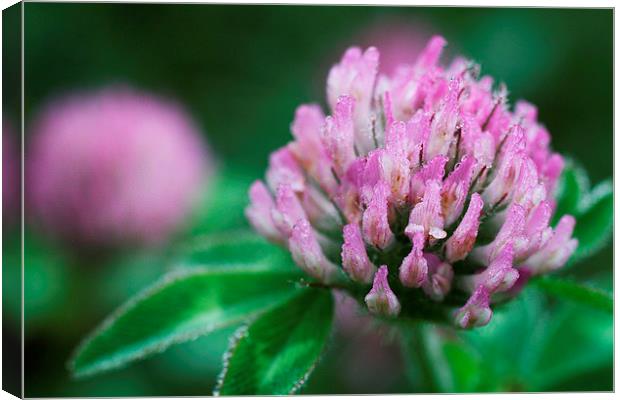 Dew Covered Red Clover Canvas Print by Rebecca Hansen