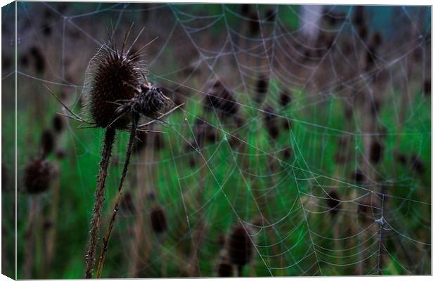 Webs and Teasel Canvas Print by Rebecca Hansen