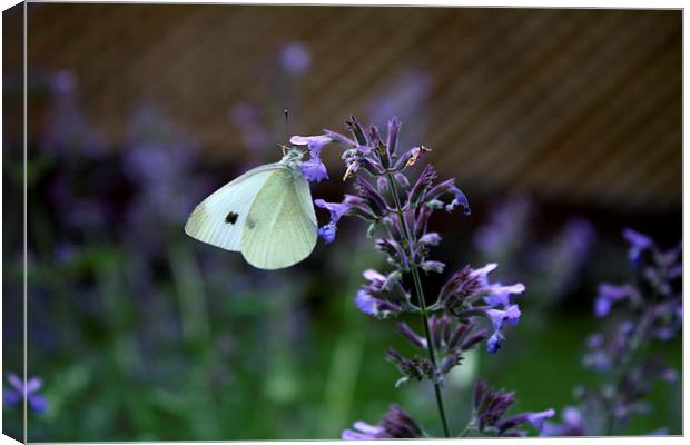 White Cabbage Butterfly Canvas Print by Rebecca Hansen