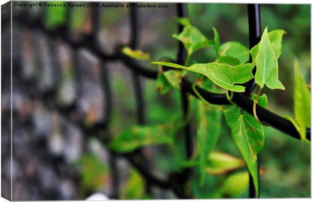  Morning Glory Leaves on Fence Canvas Print by Rebecca Hansen