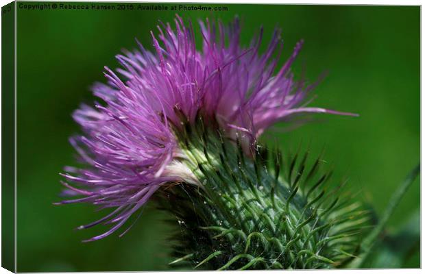  Thistle and Webs Canvas Print by Rebecca Hansen