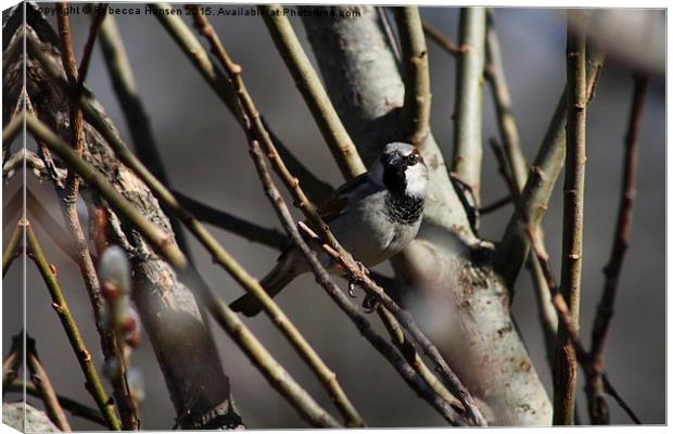  House Sparrow Canvas Print by Rebecca Hansen