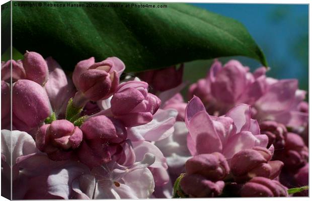  Double Lilac Buds Canvas Print by Rebecca Hansen