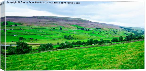  Swaledale with Heather in Bloom Canvas Print by Gisela Scheffbuch