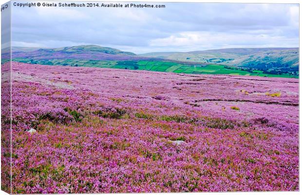  Heather in Bloom in Swaledale Canvas Print by Gisela Scheffbuch