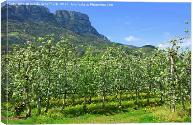 Apple Blossoming Season in South Tyrol  Canvas Print by Gisela Scheffbuch