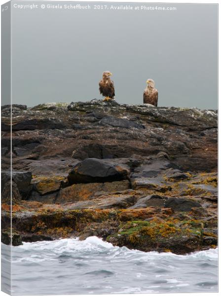 A Brace of White-tailed Eagles Waiting for Diner  Canvas Print by Gisela Scheffbuch