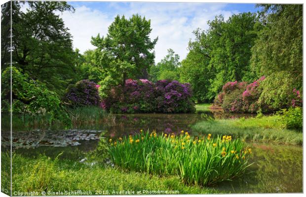 Rhododendron in Full Bloom Canvas Print by Gisela Scheffbuch