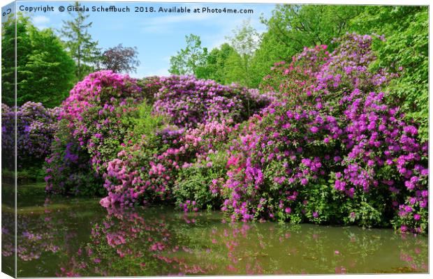 Marvellous Rhododendron in the Park Canvas Print by Gisela Scheffbuch