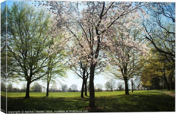 Spring Pink Canvas Print by RJ Bowler