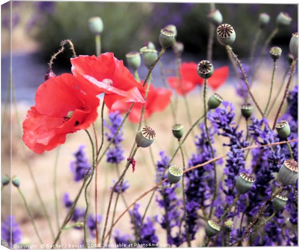 Vibrant Poppy and Lavender Fields Canvas Print by RJ Bowler