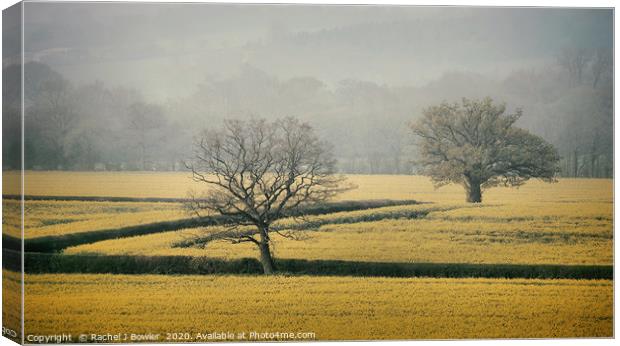 Golden Fields of England Canvas Print by RJ Bowler