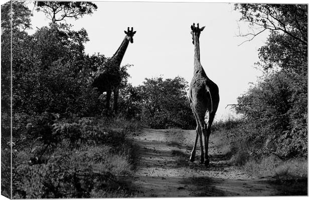 Caution! Giraffe Crossing Canvas Print by Vince Warrington