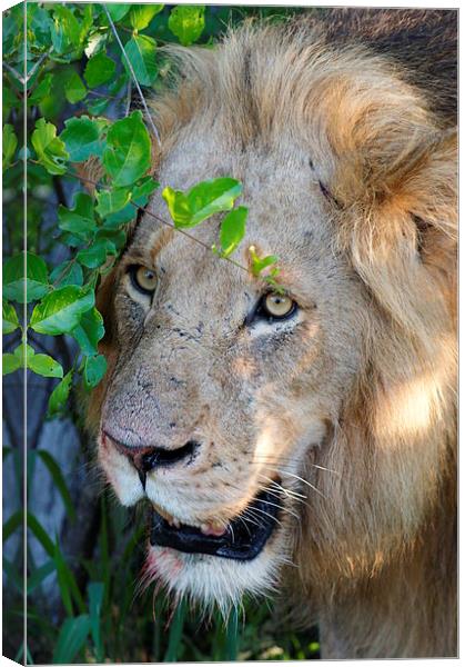 Lion After A Kill Canvas Print by Vince Warrington