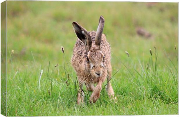 Hare on the marsh Canvas Print by Andy Wickenden