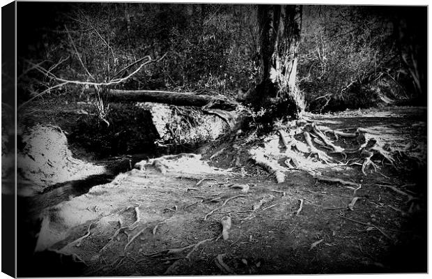 Creeping Roots Canvas Print by carol hynes