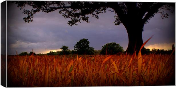 Scorched corn grass under foreboding sky Canvas Print by carol hynes