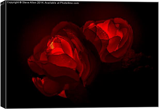 Valentine Roses Canvas Print by Steve Allen