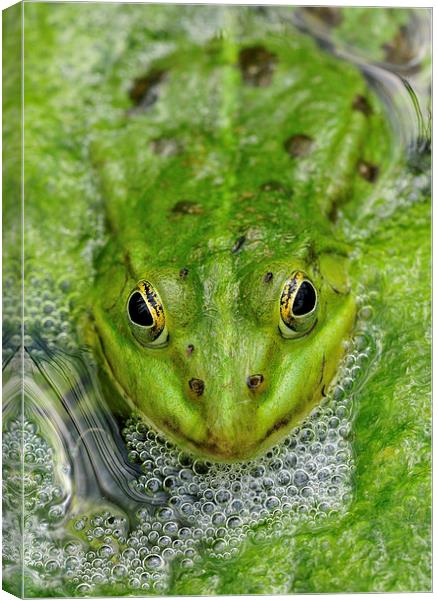 Green frog in pond Canvas Print by Matthias Hauser