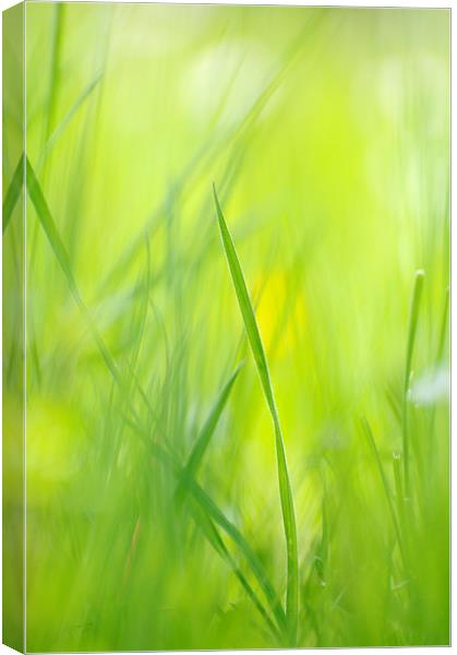 Green grass on spring meadow Canvas Print by Matthias Hauser