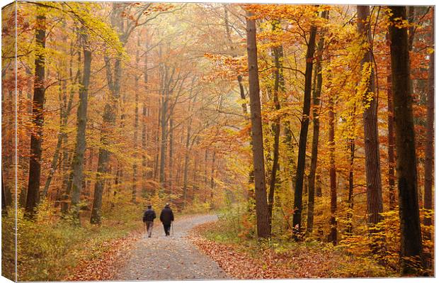 Forest in autumn Schoenbuch Germany Canvas Print by Matthias Hauser
