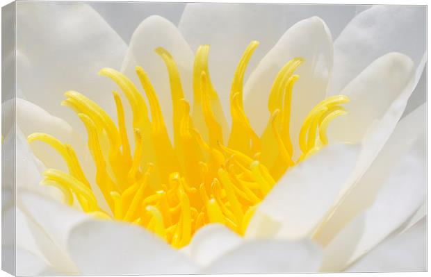 White and yellow Waterlily Canvas Print by Matthias Hauser