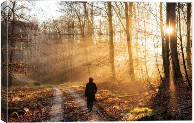 Warm light in the forest Canvas Print by Matthias Hauser