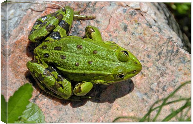 Green frog Canvas Print by Matthias Hauser