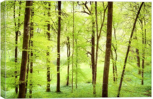Bright green trees in spring Canvas Print by Matthias Hauser