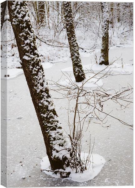 Snowy trees in frozen pond Canvas Print by Matthias Hauser