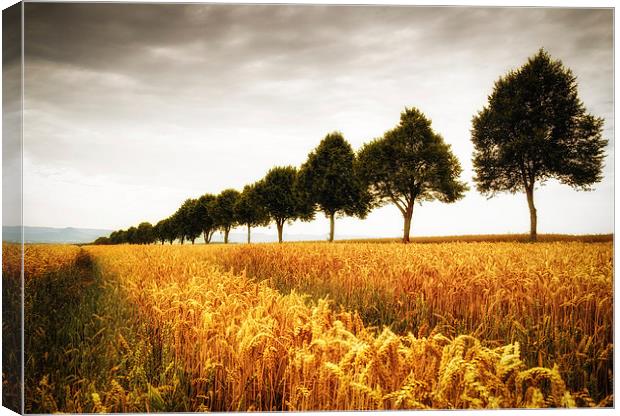 Golden cornfield and trees Canvas Print by Matthias Hauser