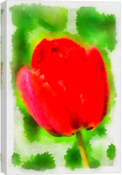 Red tulip aquarell painting Canvas Print by Matthias Hauser
