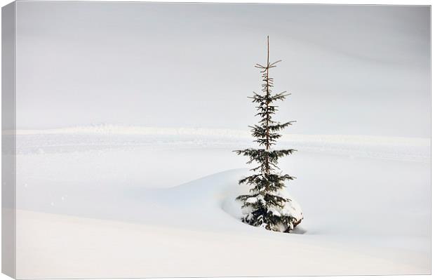 One tree lots of snow Canvas Print by Matthias Hauser