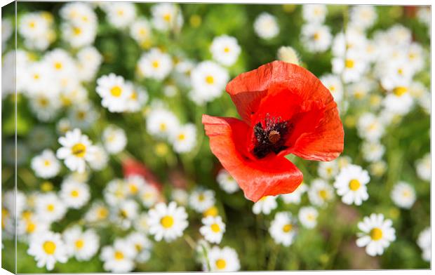 Red poppy white daisies Canvas Print by Matthias Hauser