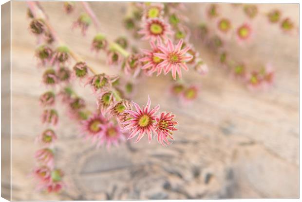 Pretty pink flowers Canvas Print by Matthias Hauser