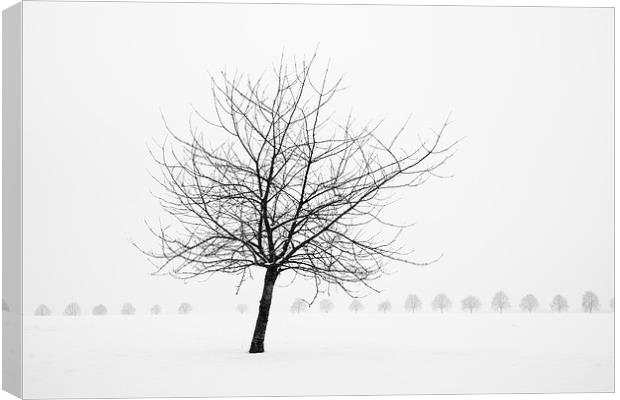 Bare tree in winter Canvas Print by Matthias Hauser