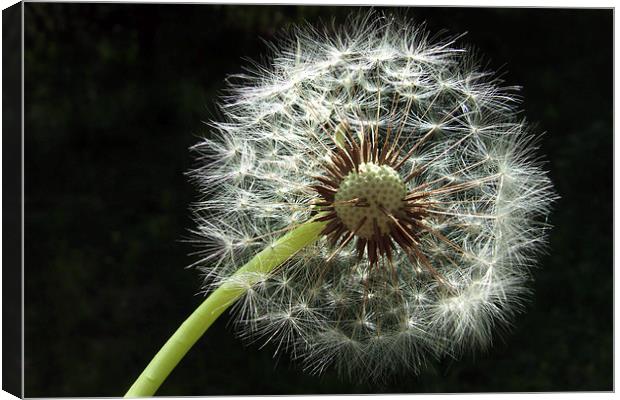 White dandelion black background Canvas Print by Matthias Hauser