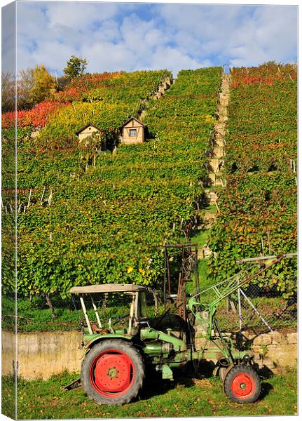 Vineyard with tractor in Stuttgart Canvas Print by Matthias Hauser