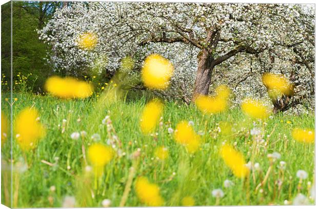 Spring meadow with yellow flowers Canvas Print by Matthias Hauser