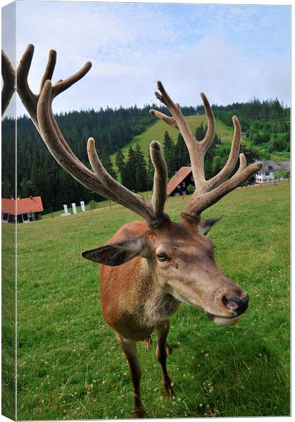 Deer with impressive antlers Canvas Print by Matthias Hauser