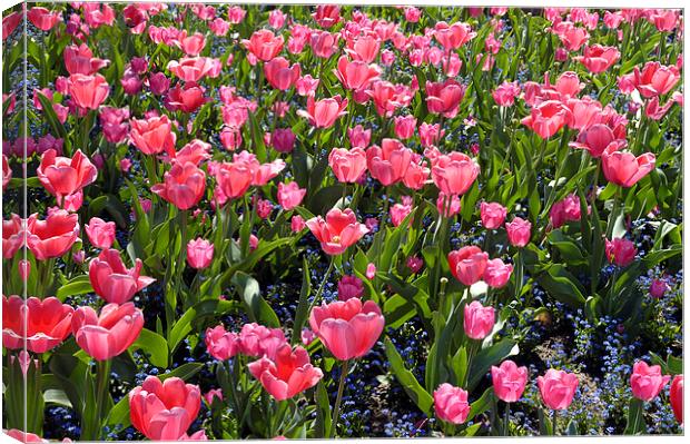Pink tulips Canvas Print by Matthias Hauser