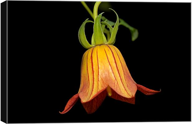 Orange Canary Island Bellflower Canvas Print by Matthias Hauser