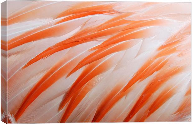 Flamingo feathers orange and white Canvas Print by Matthias Hauser