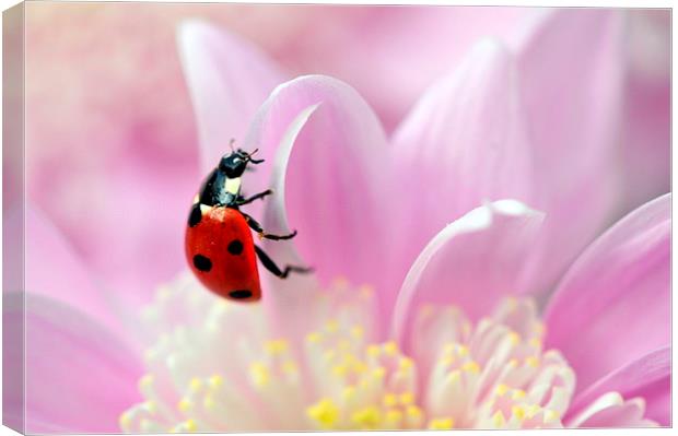 ladybird on pink flower Canvas Print by claire norman