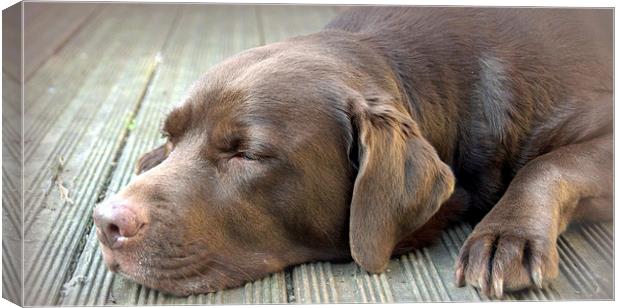 chocolate labrador sleeping Canvas Print by claire norman