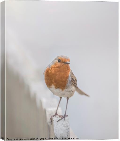 Robin in the snow Canvas Print by claire norman