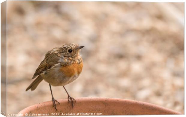 Baby robin Canvas Print by claire norman